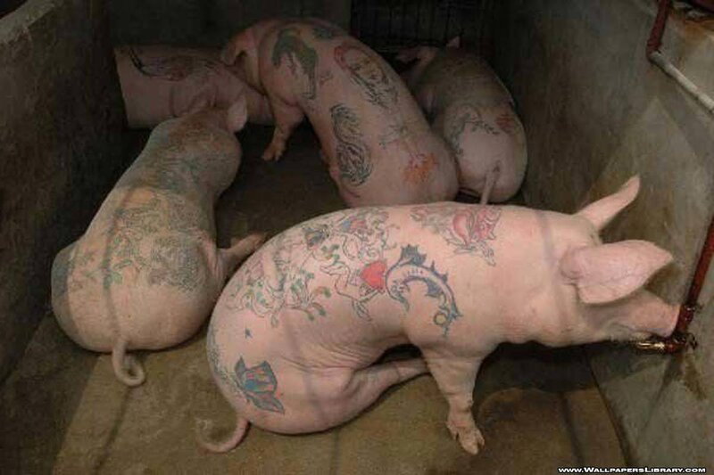 pigs with tattoos in pen