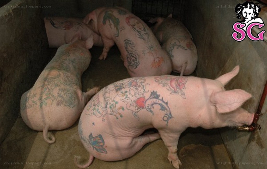 pigs with tattoos in pen