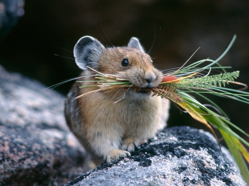 Pika carrying grass