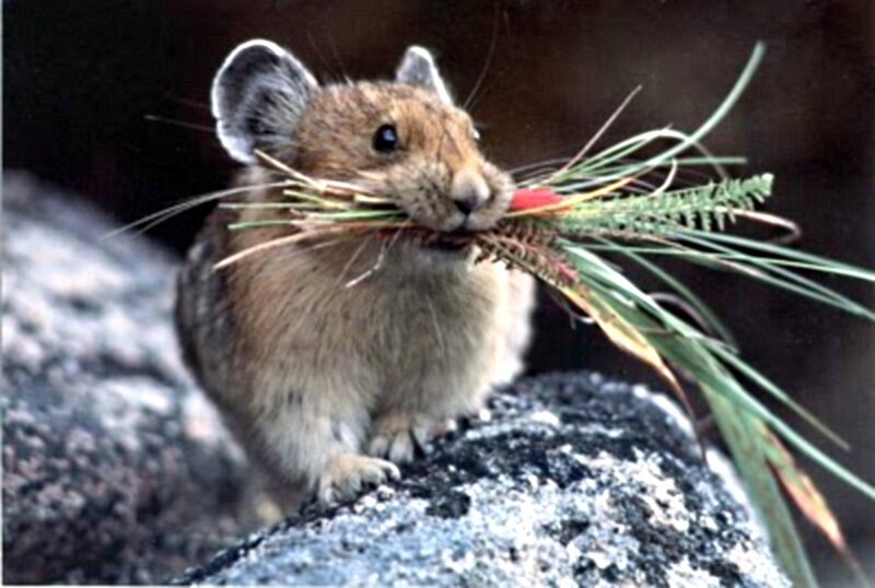 Pika Carrying Grass — Brown, Calm