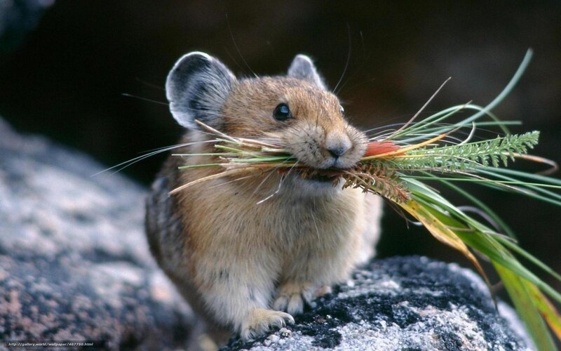 Pika Carrying Grass — Brown, Natural, Photograph