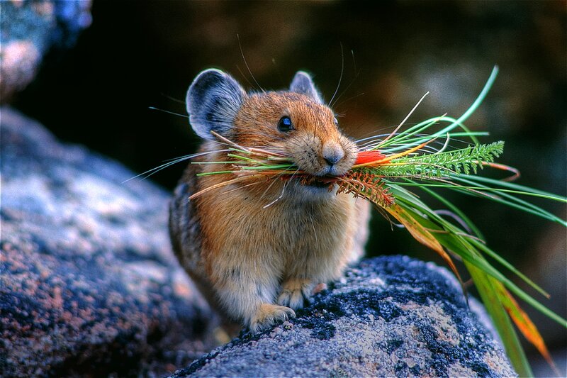 Pika Carrying Grass — Brown, Natural