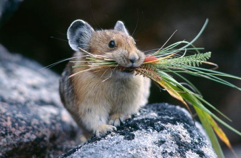 Pika Carrying Grass — Brown