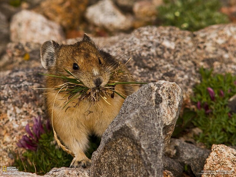 Pika carrying grass in mouth