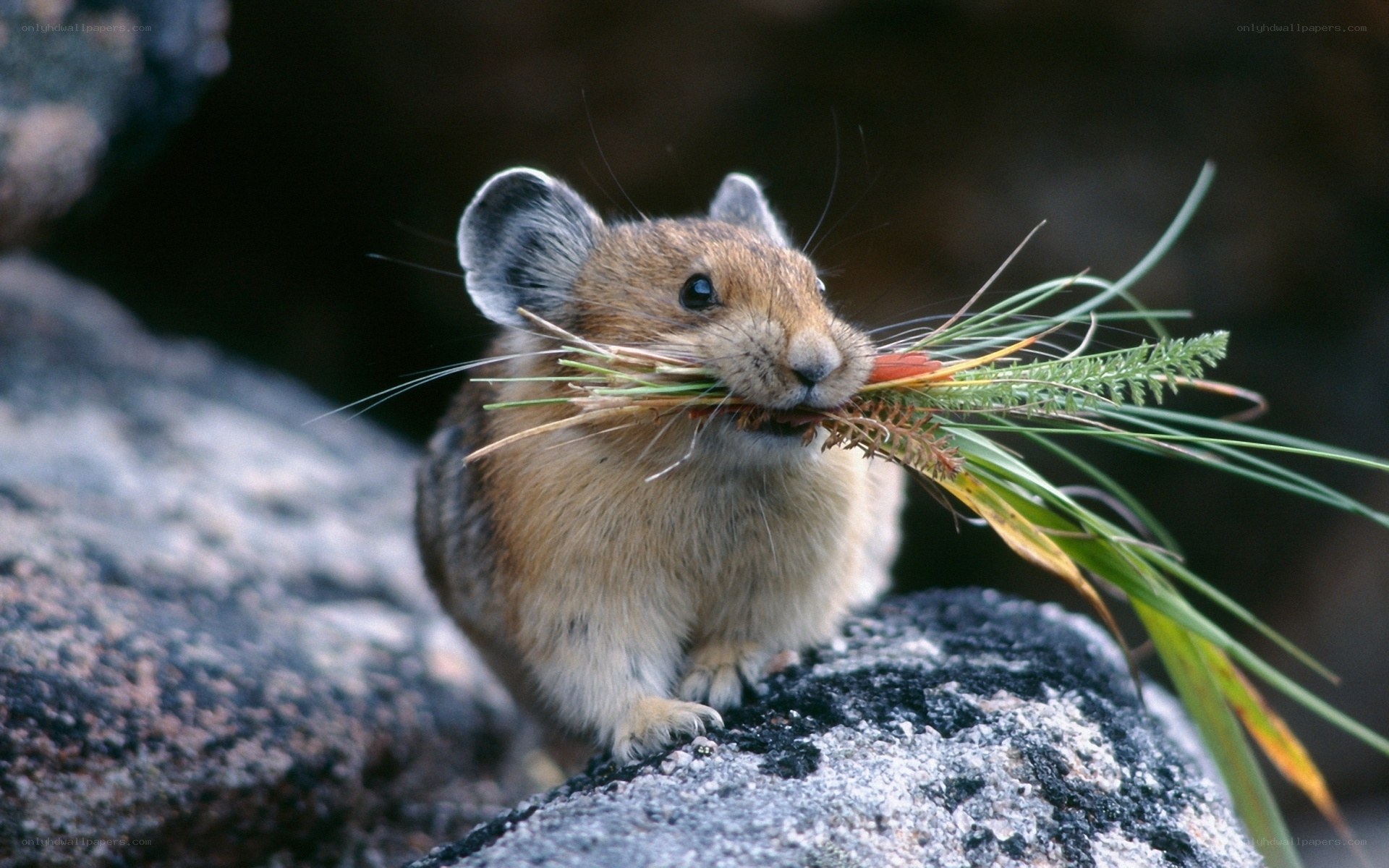 Pika carrying grass in mouth