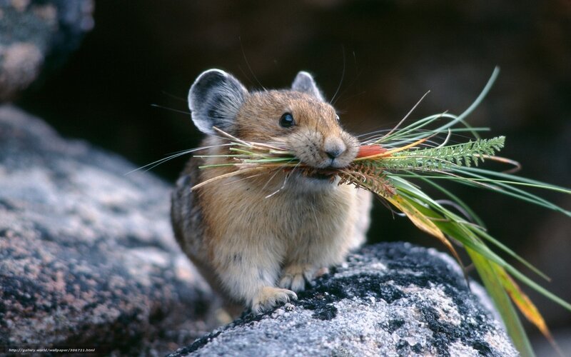 Pika carrying grass