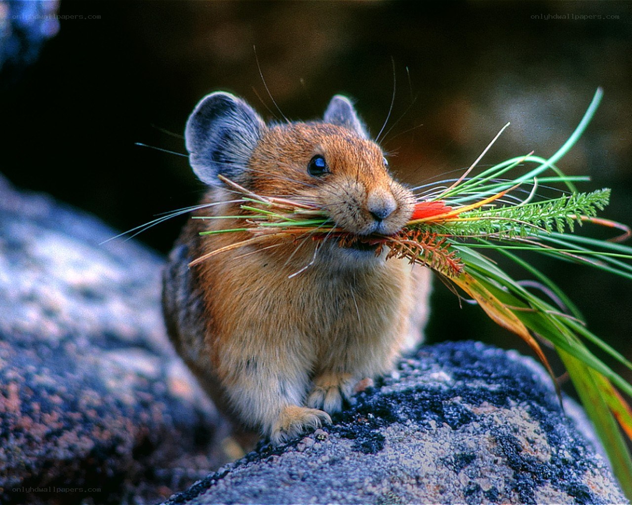 Pika holding grass in mouth