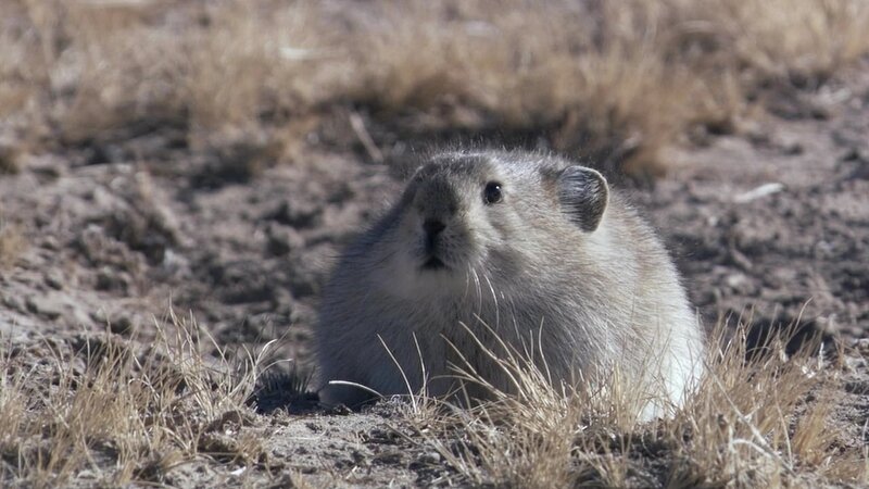 pika in dry grass