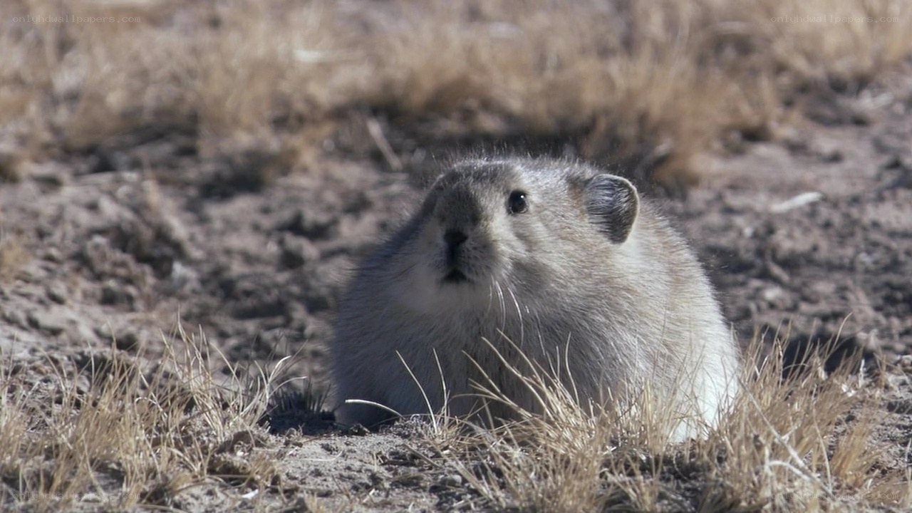 pika in dry grass