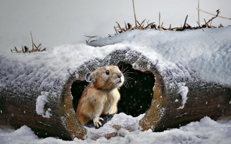 Pika in Snow