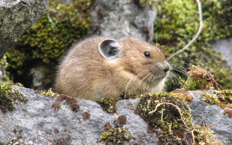 Pika on a mossy rock