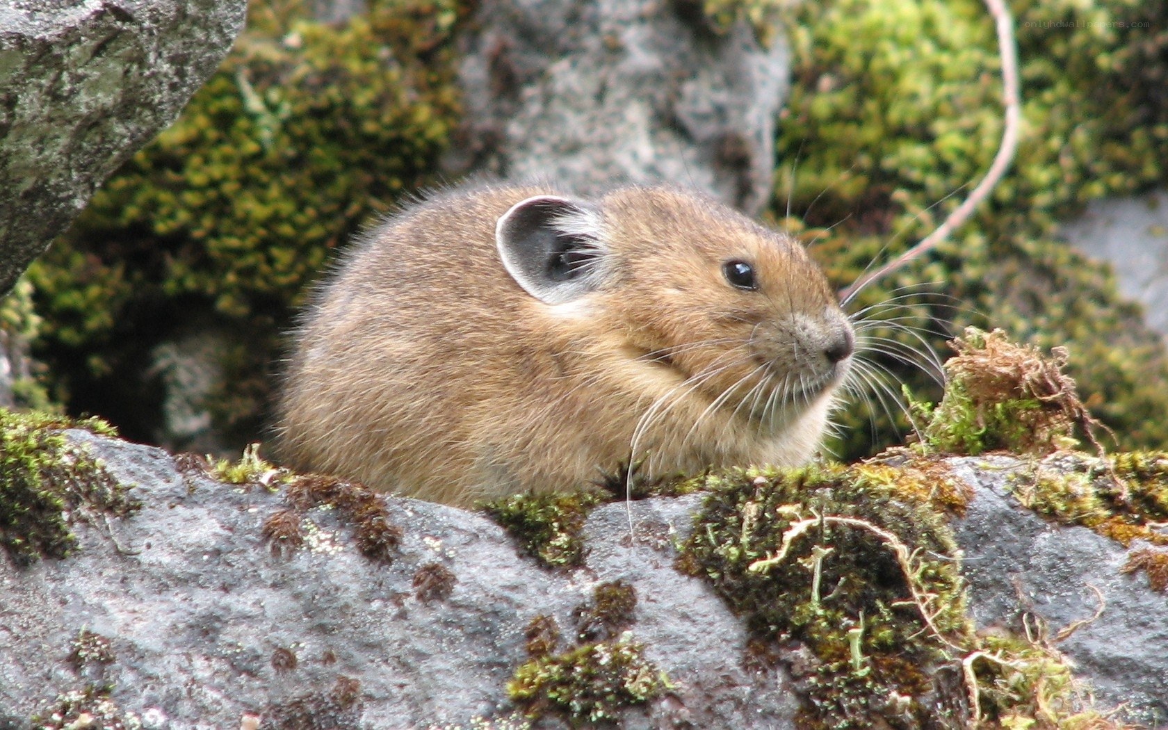 Pika on a mossy rock