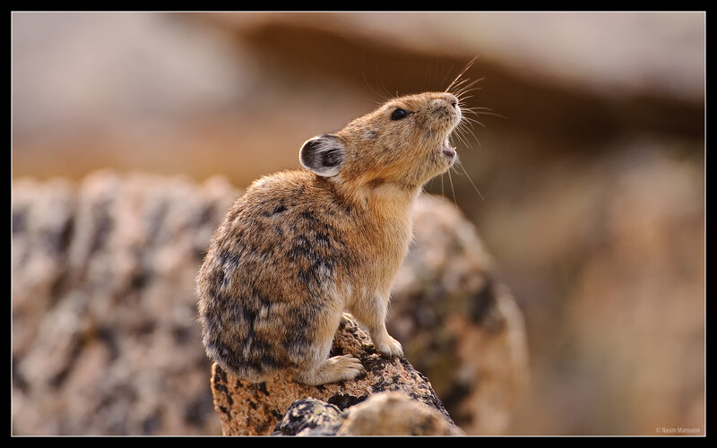 Pika on a Rock — Brown