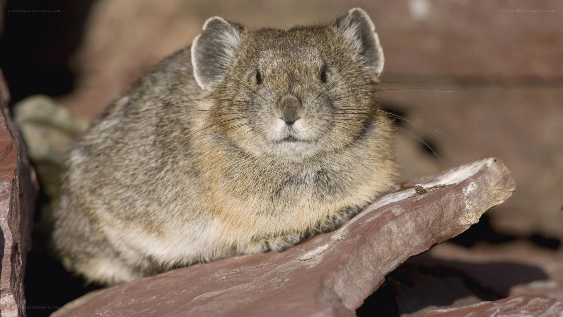 Pika on a rock