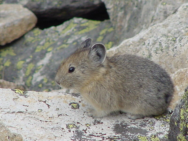 Pika on a rocky surface