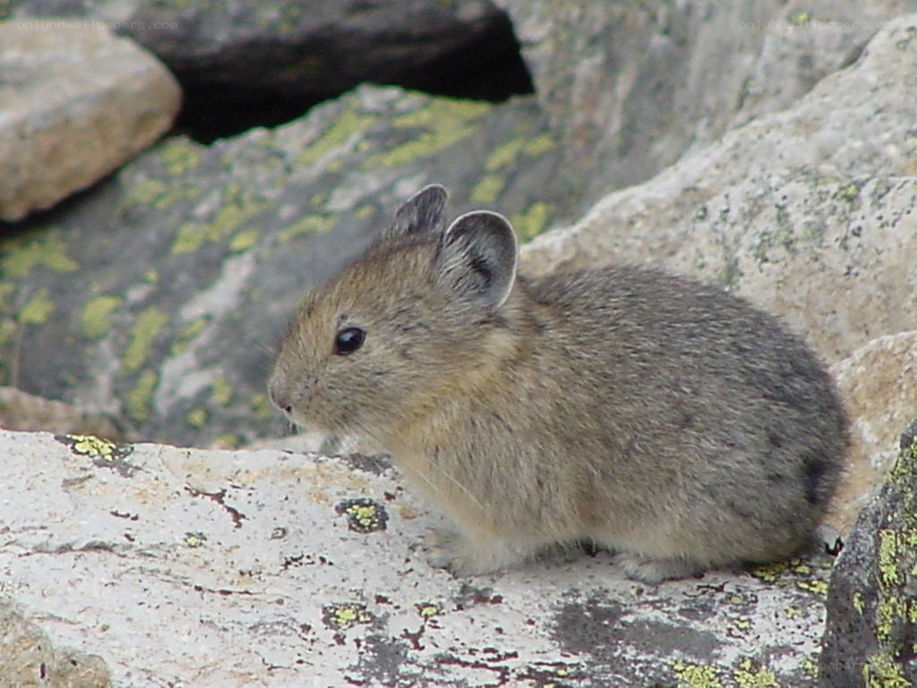 Pika on a rocky surface