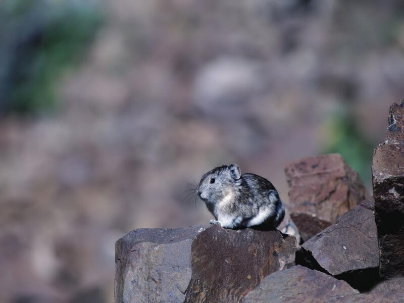 Pika on Rock