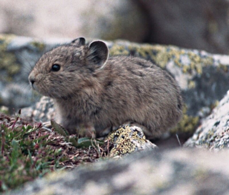 Pika on Rocky Ground