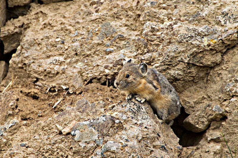 Pika on Rocky Slope
