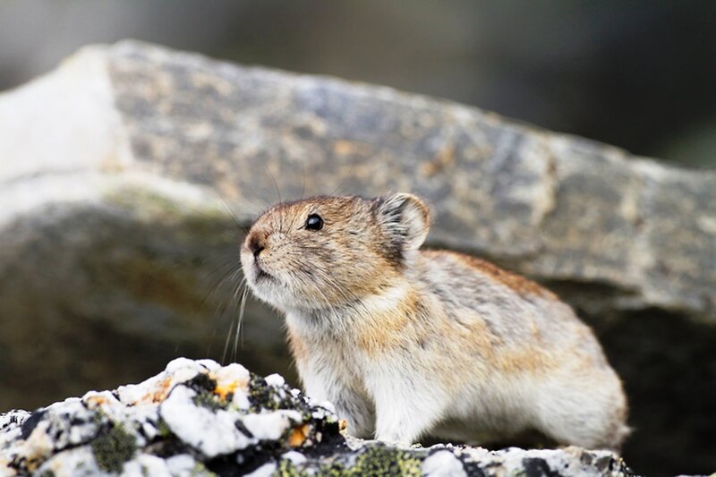 Pika on Rocky Terrain — Brown, Curious