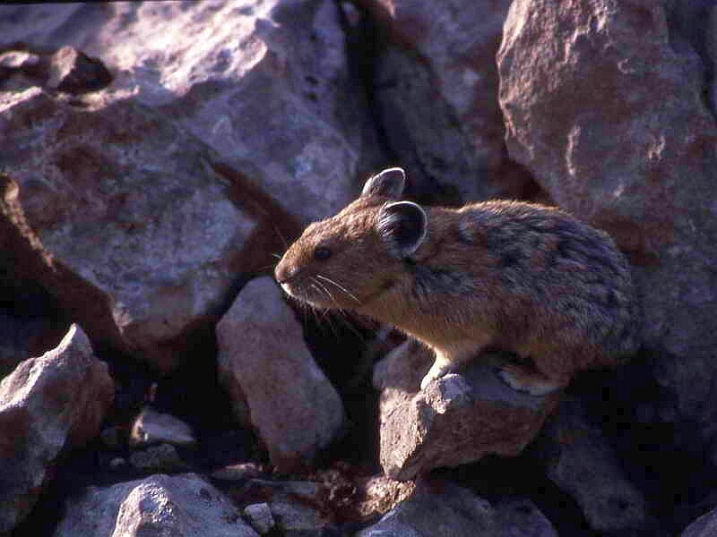 Pika on Rocky Terrain — Brown