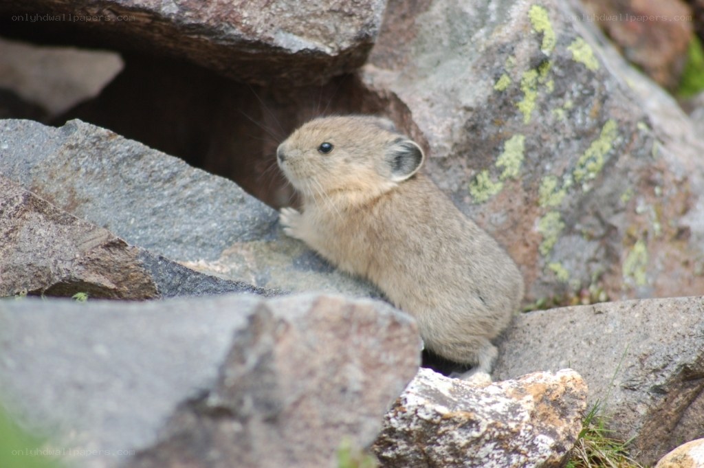 Pika on rocky terrain