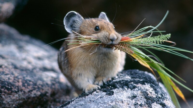 Pika Rodent Carrying Grass — Brown