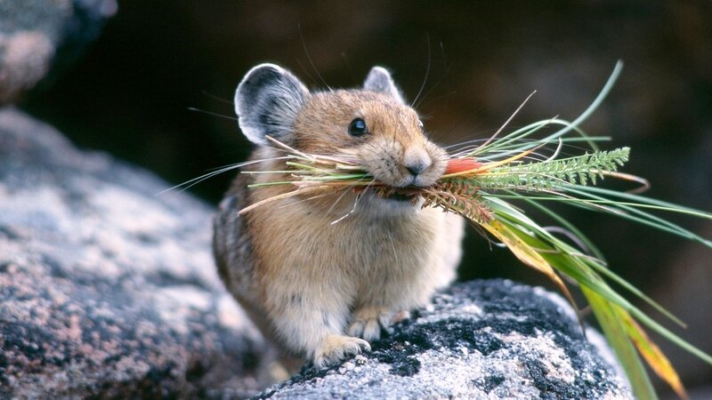 Pika Rodent Holding Grass