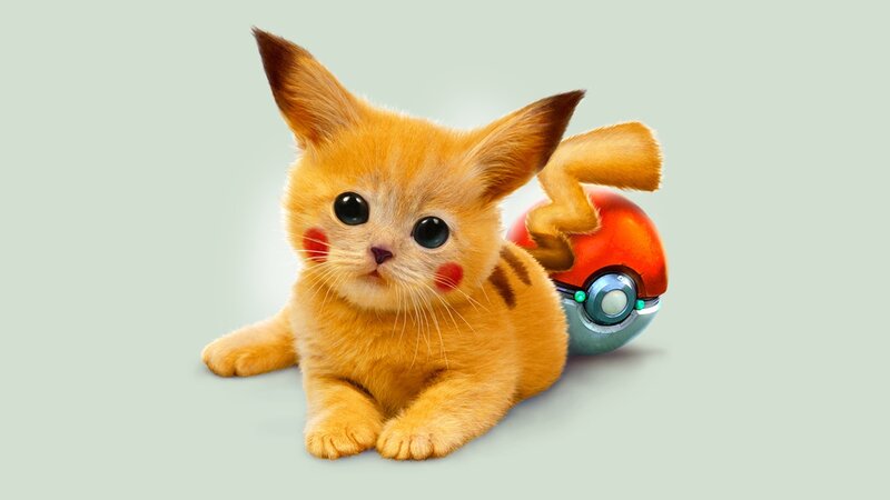 Pikachu cat with Poké Ball