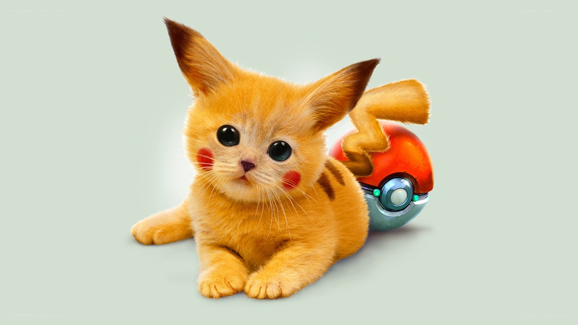Pikachu cat with Poké Ball