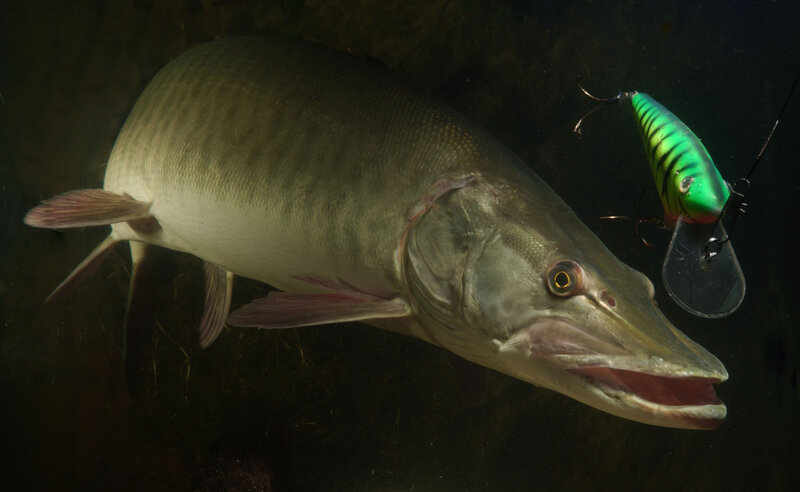 Pike attacking a lure underwater