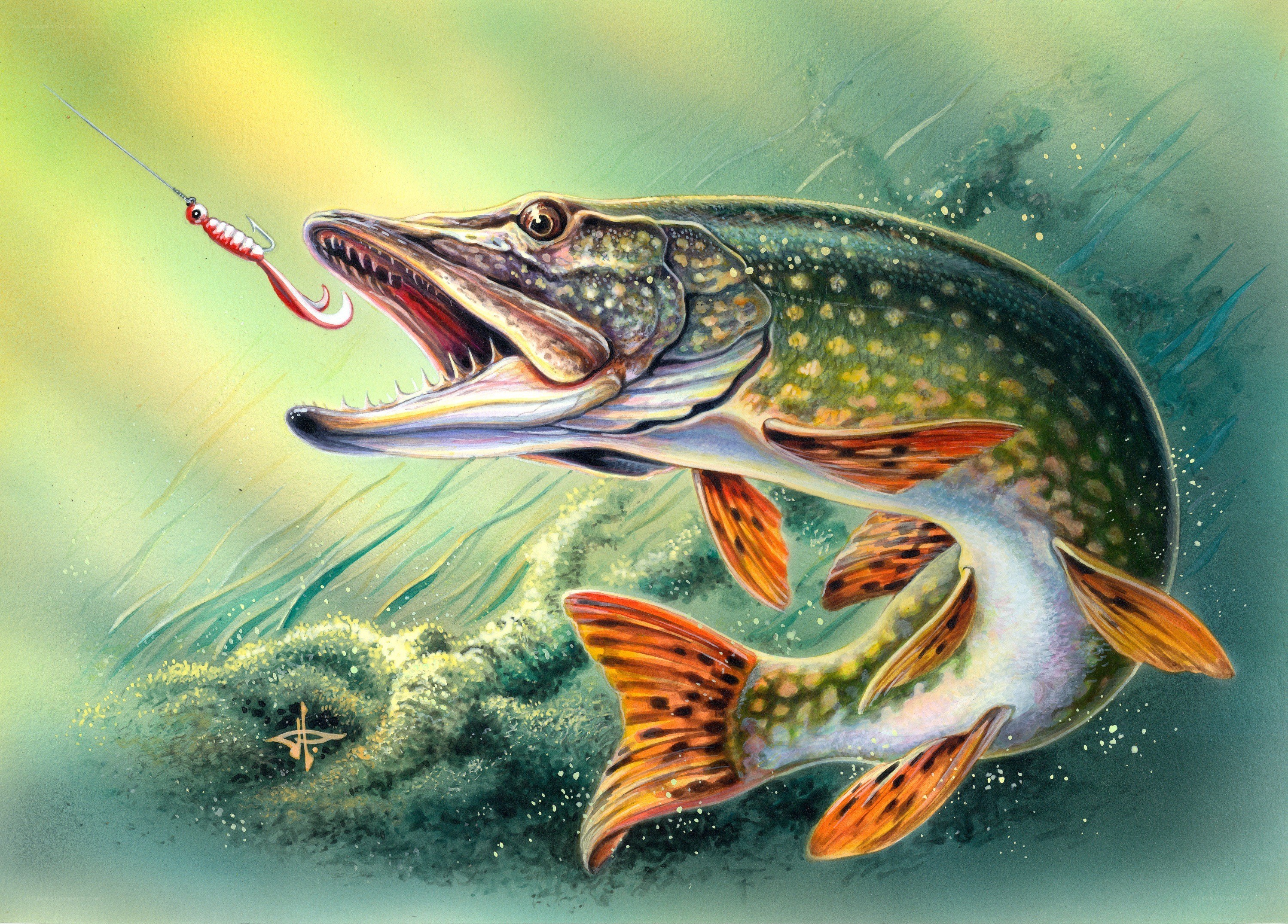 Pike attacking fishing lure