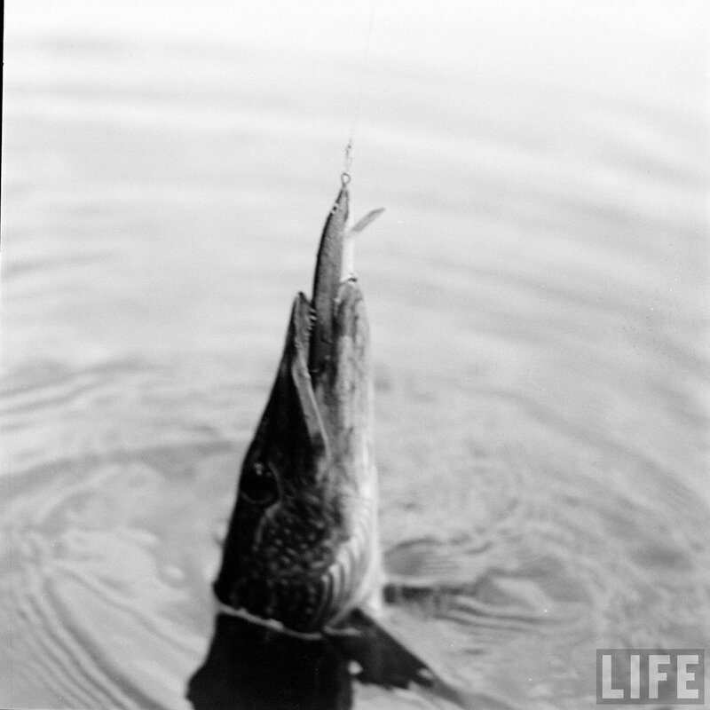 Pike caught on lure