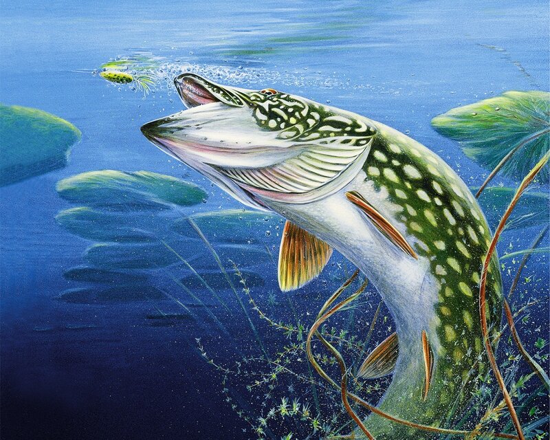 Pike chasing a lure underwater
