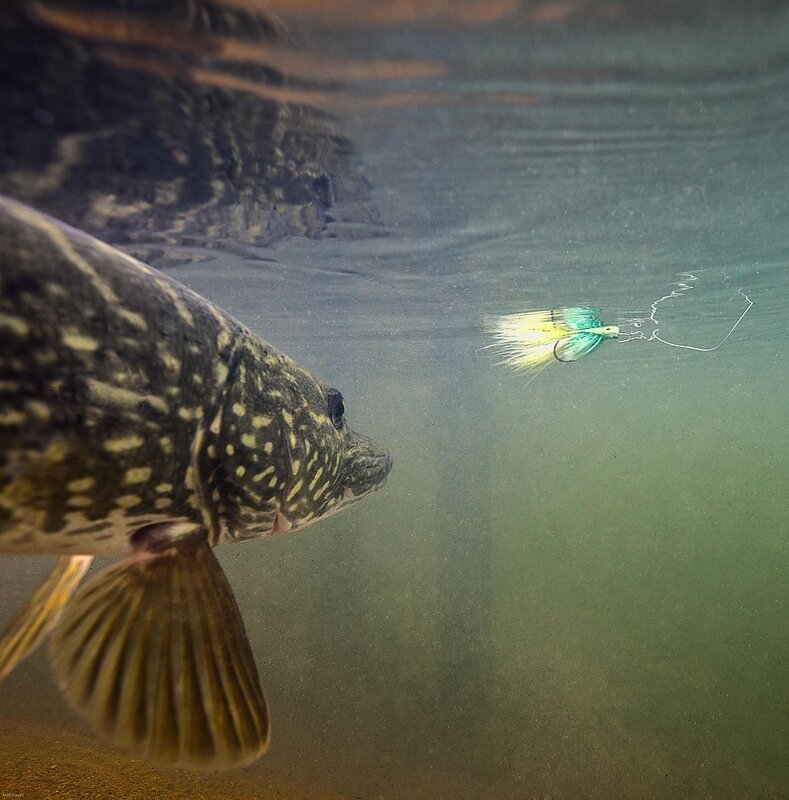 Pike eyeing a fishing lure