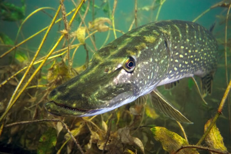 Pike Fish Underwater