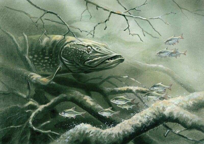 Pike hunting small fish