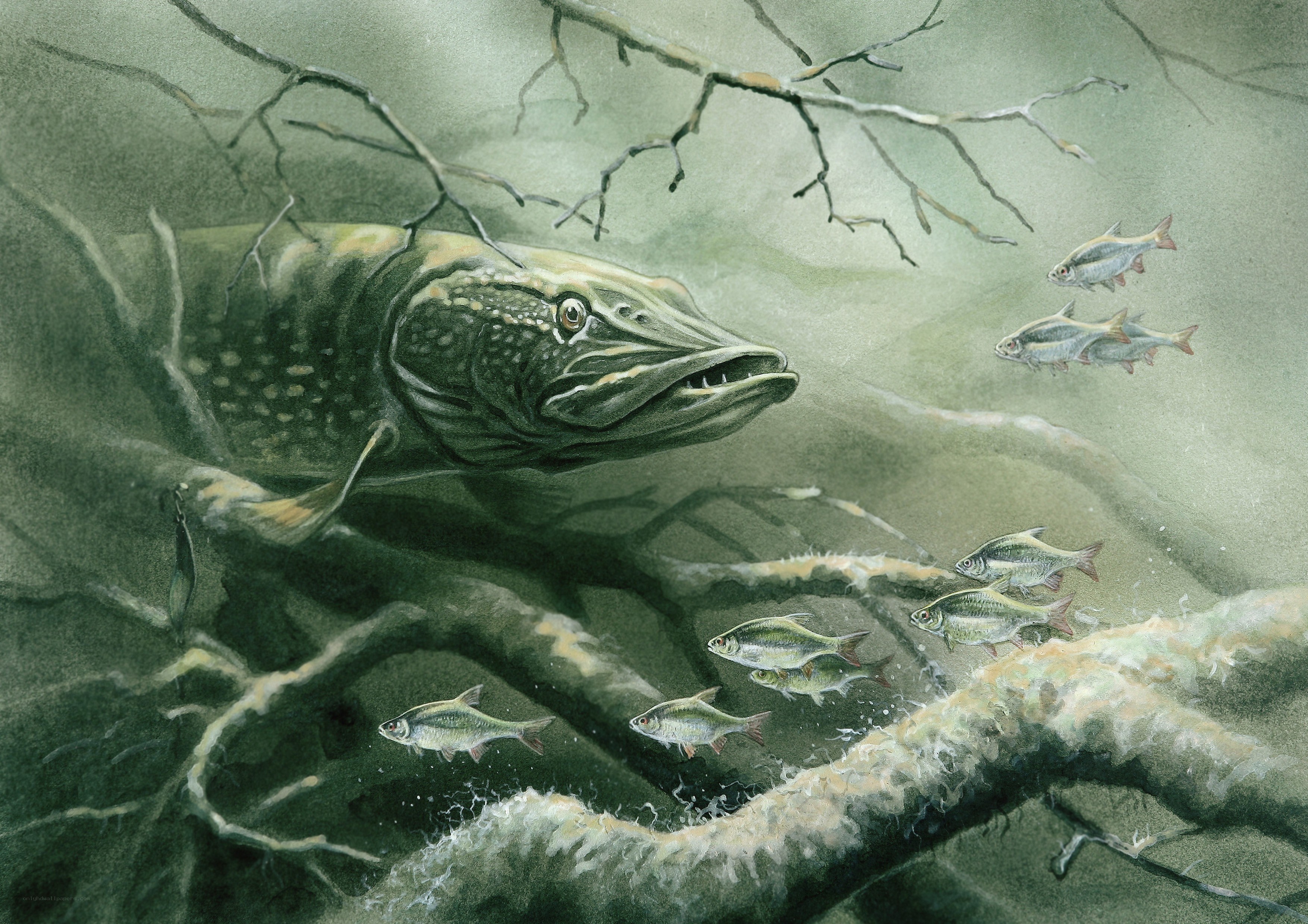 Pike hunting small fish
