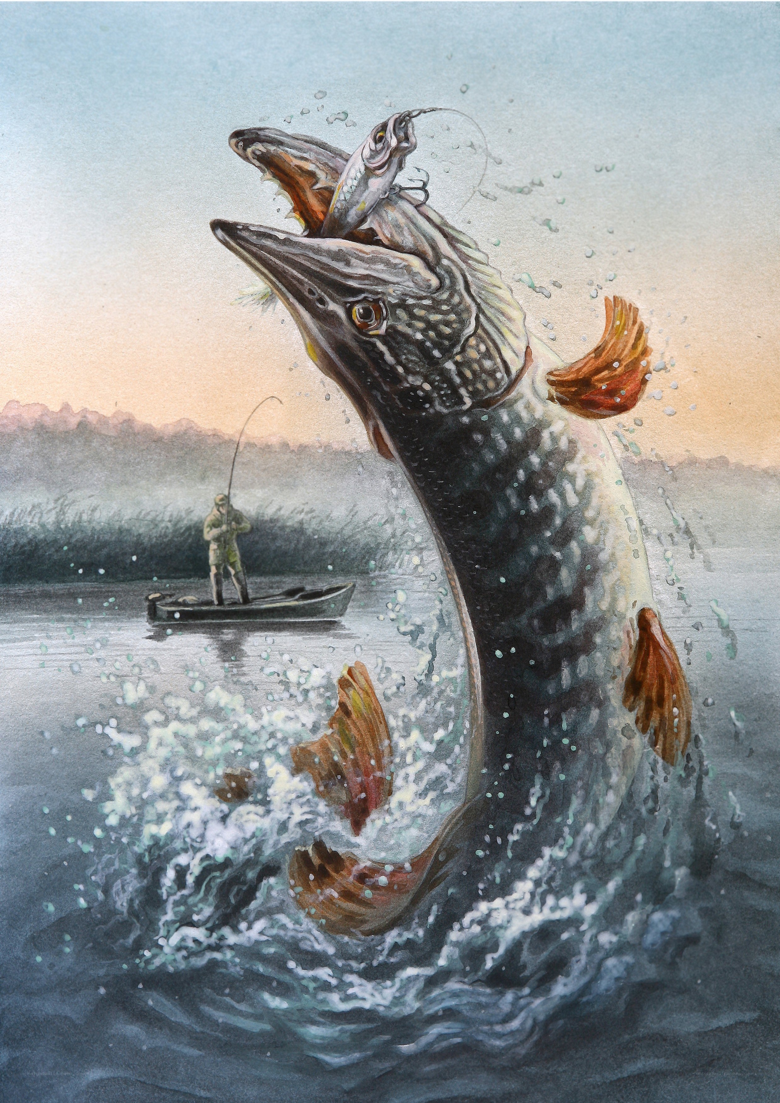 Pike leaping from water