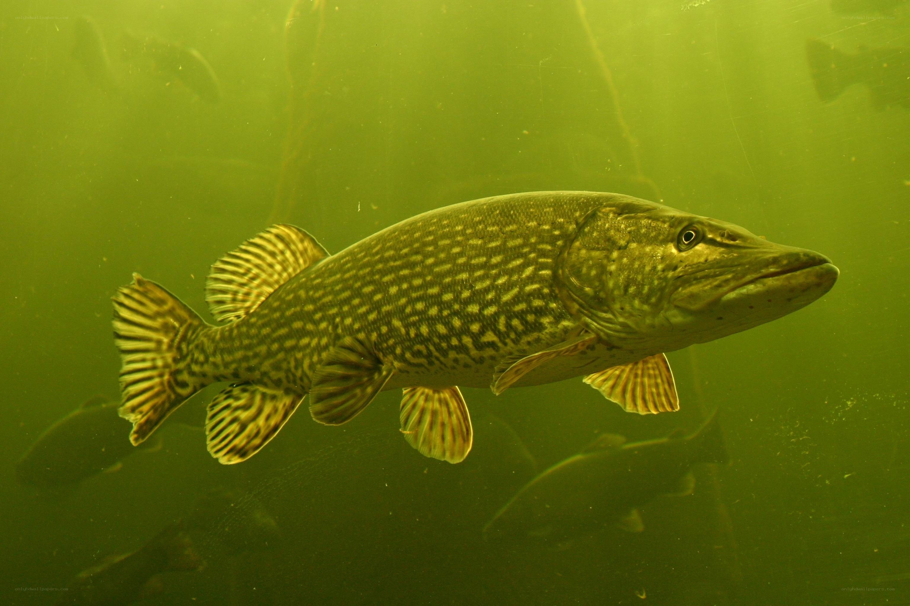 Pike swimming underwater