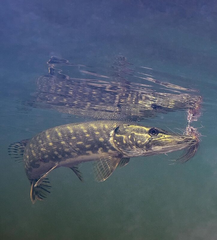 Pike with fly lure