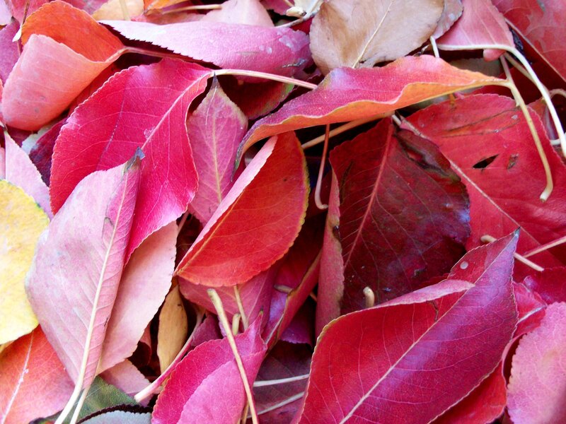 pile of autumn leaves