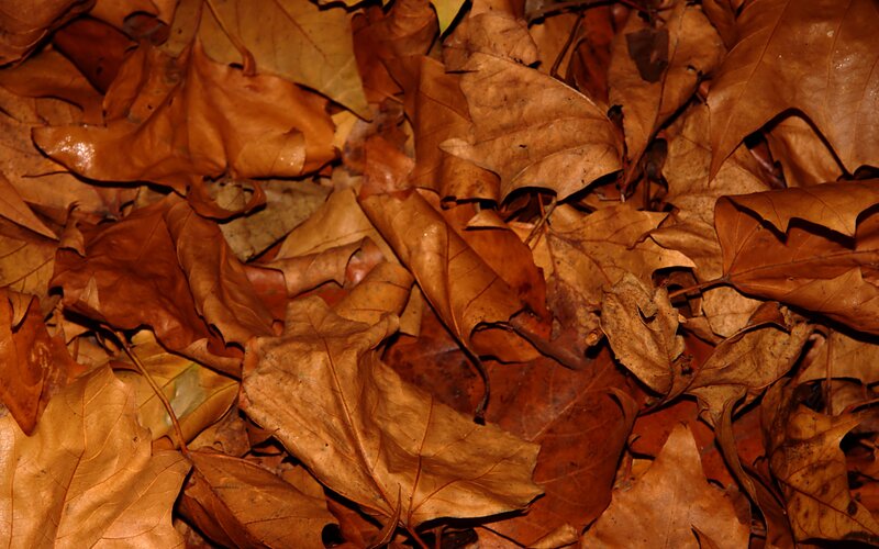 pile of brown autumn leaves