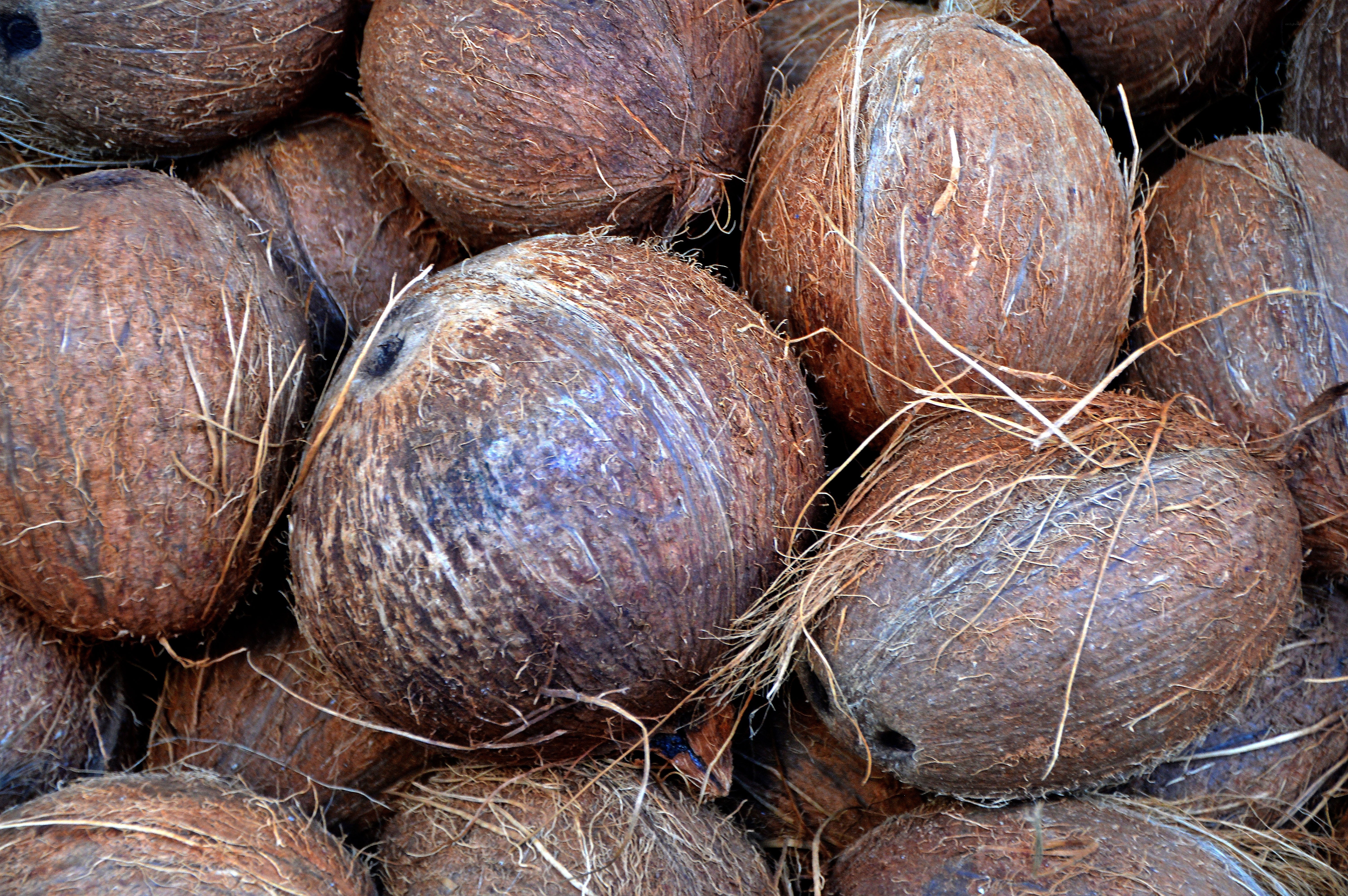 Pile of brown coconuts