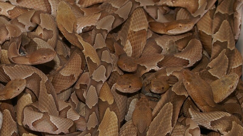 pile of copperhead snakes