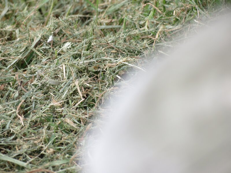 pile of cut grass clippings