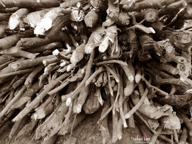 Pile of Cut Tree Branches