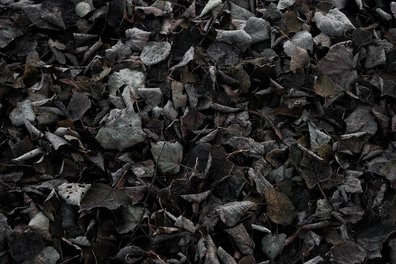 Pile of Dead Leaves