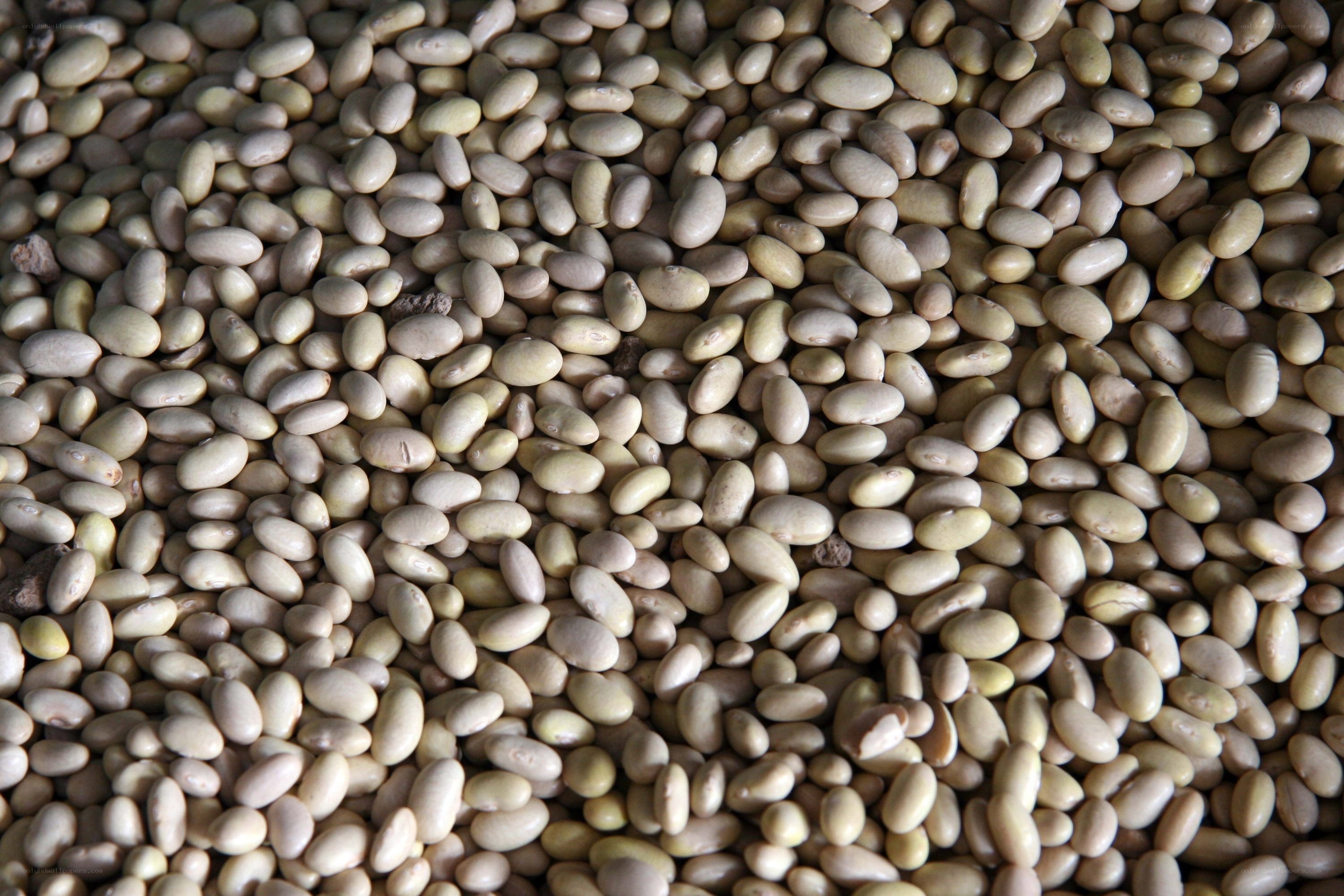 pile of dried beans