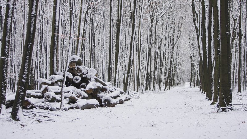 Pile of Logs in Forest